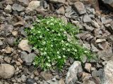 Arenaria rotundifolia