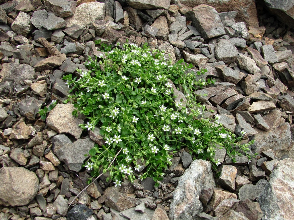 Image of Arenaria rotundifolia specimen.