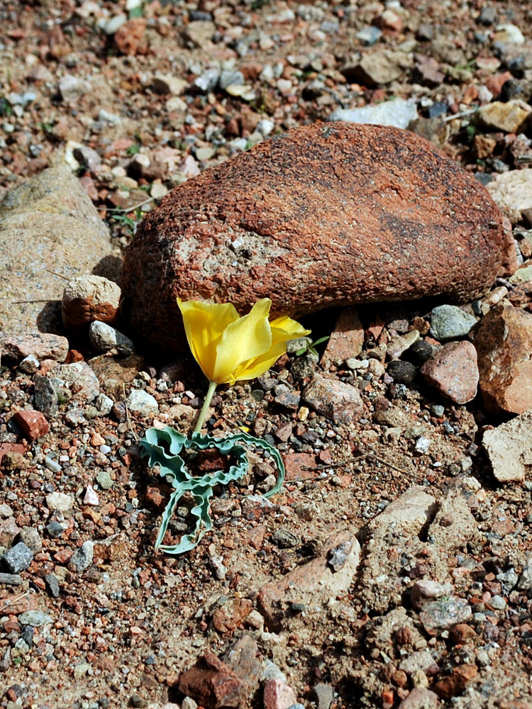 Image of Tulipa intermedia specimen.