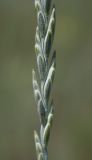 Elytrigia intermedia