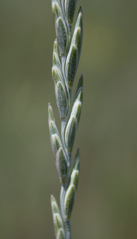 Image of Elytrigia intermedia specimen.