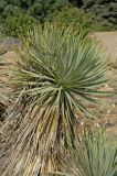 Yucca thompsoniana