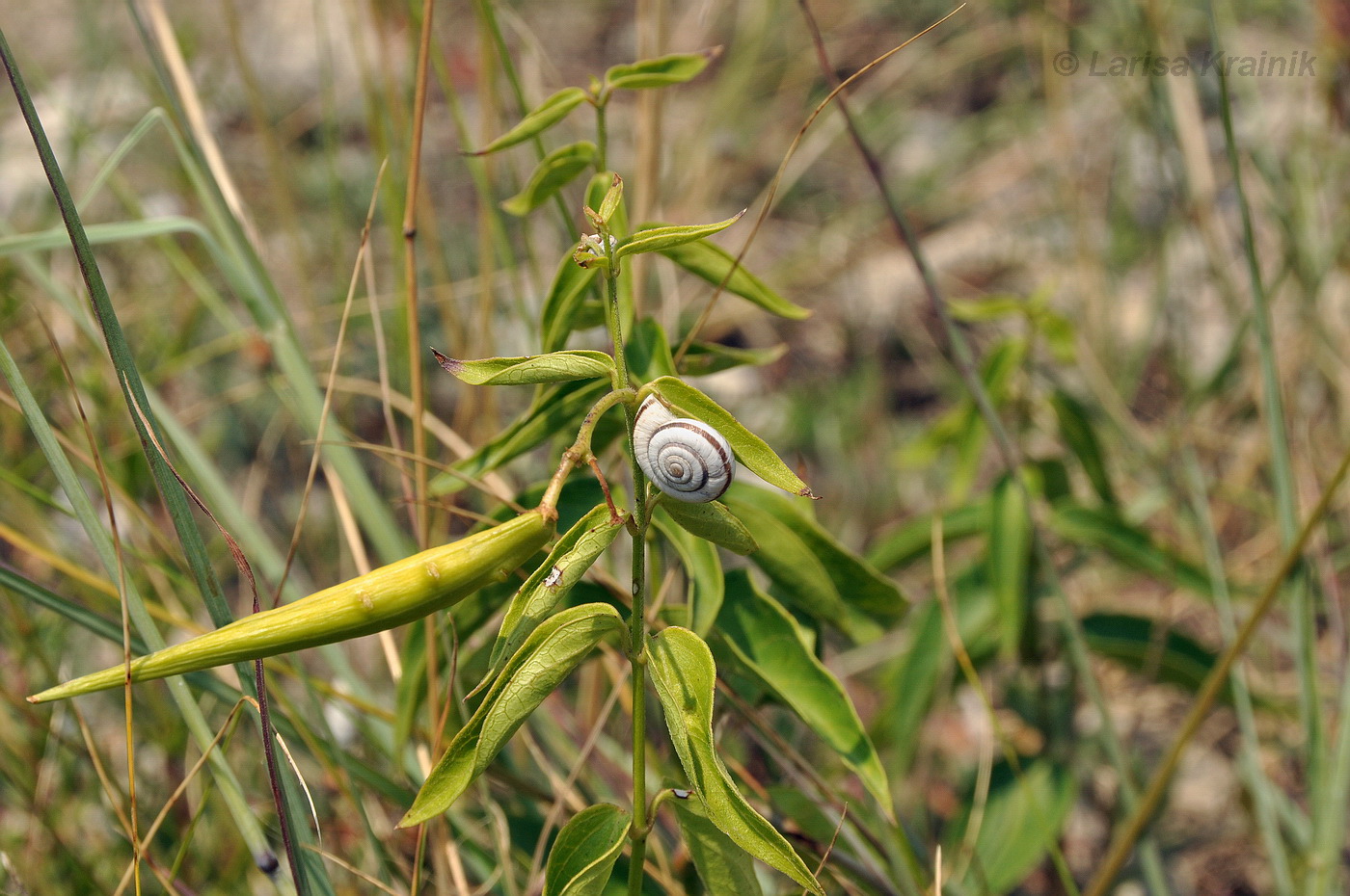 Image of Vincetoxicum hirundinaria specimen.