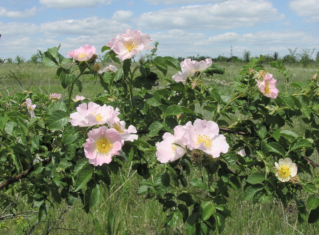 Изображение особи род Rosa.