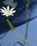 Stellaria graminea. Верхушка цветущего побега. Восточный Казахстан, Уланский р-н, окр. с. Украинка. 11.06.2014.