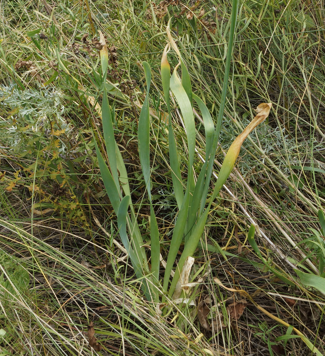 Image of Allium nutans specimen.