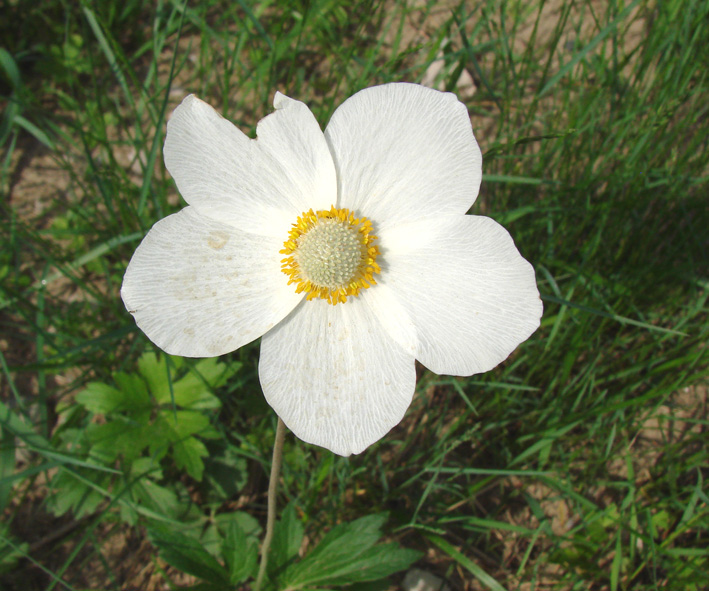 Изображение особи Anemone sylvestris.