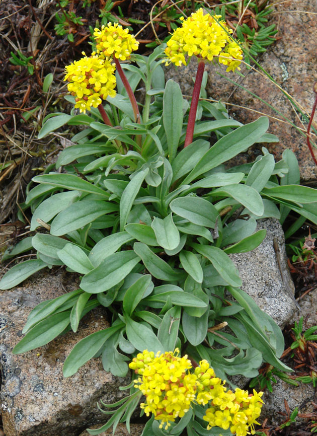 Image of Patrinia sibirica specimen.