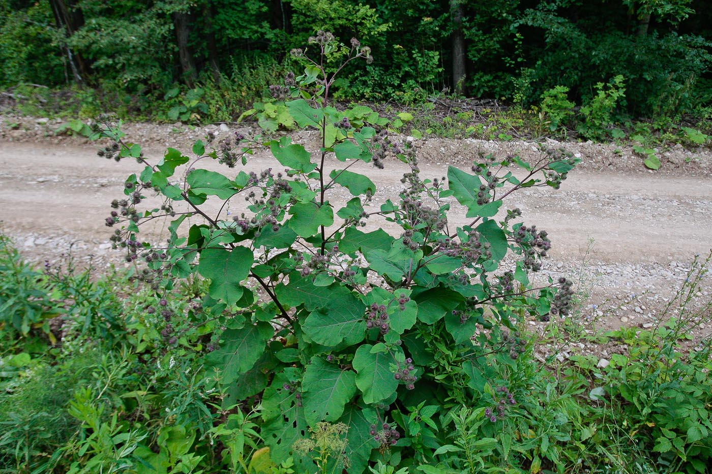 Image of Arctium tomentosum specimen.