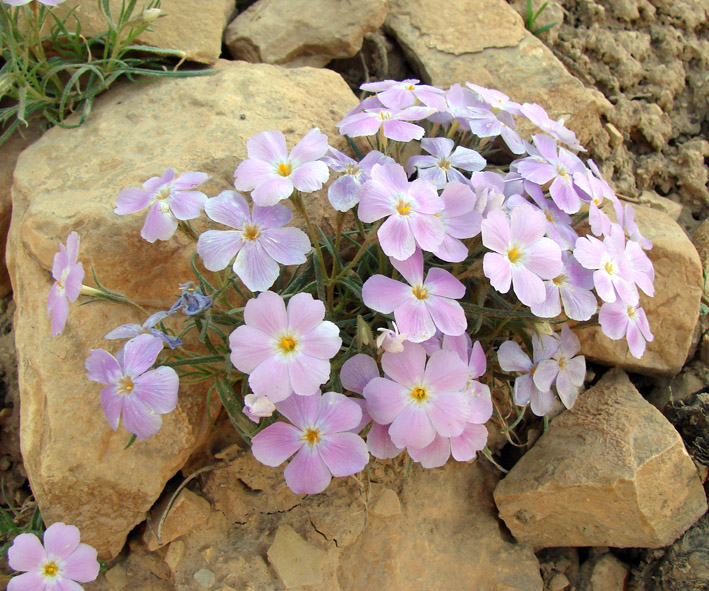 Image of Phlox sibirica specimen.