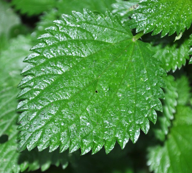 Image of Urtica membranacea specimen.