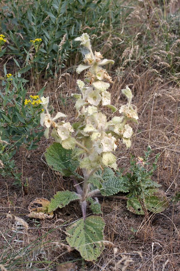 Изображение особи Eremostachys isochila.