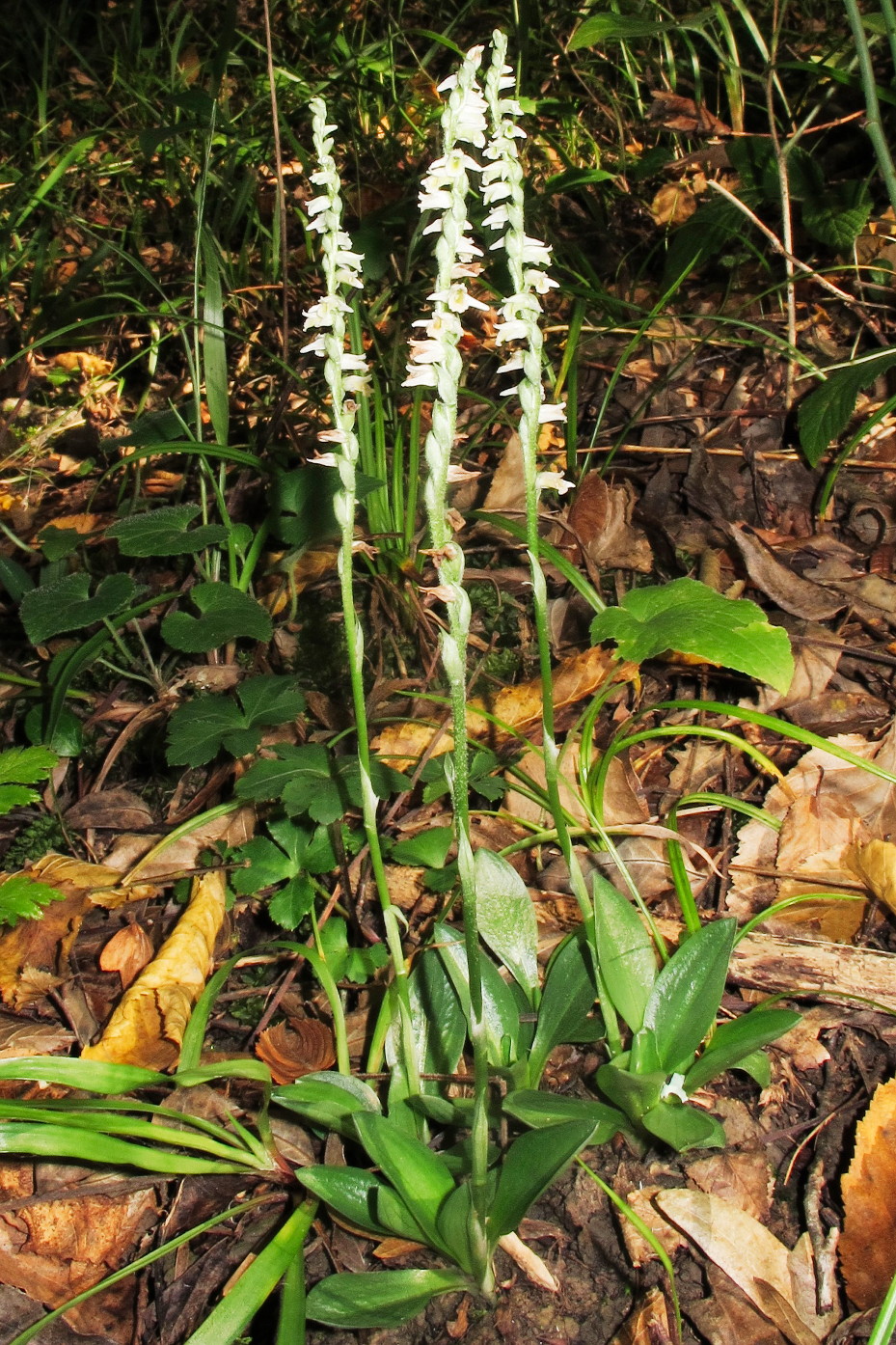 Изображение особи Spiranthes spiralis.