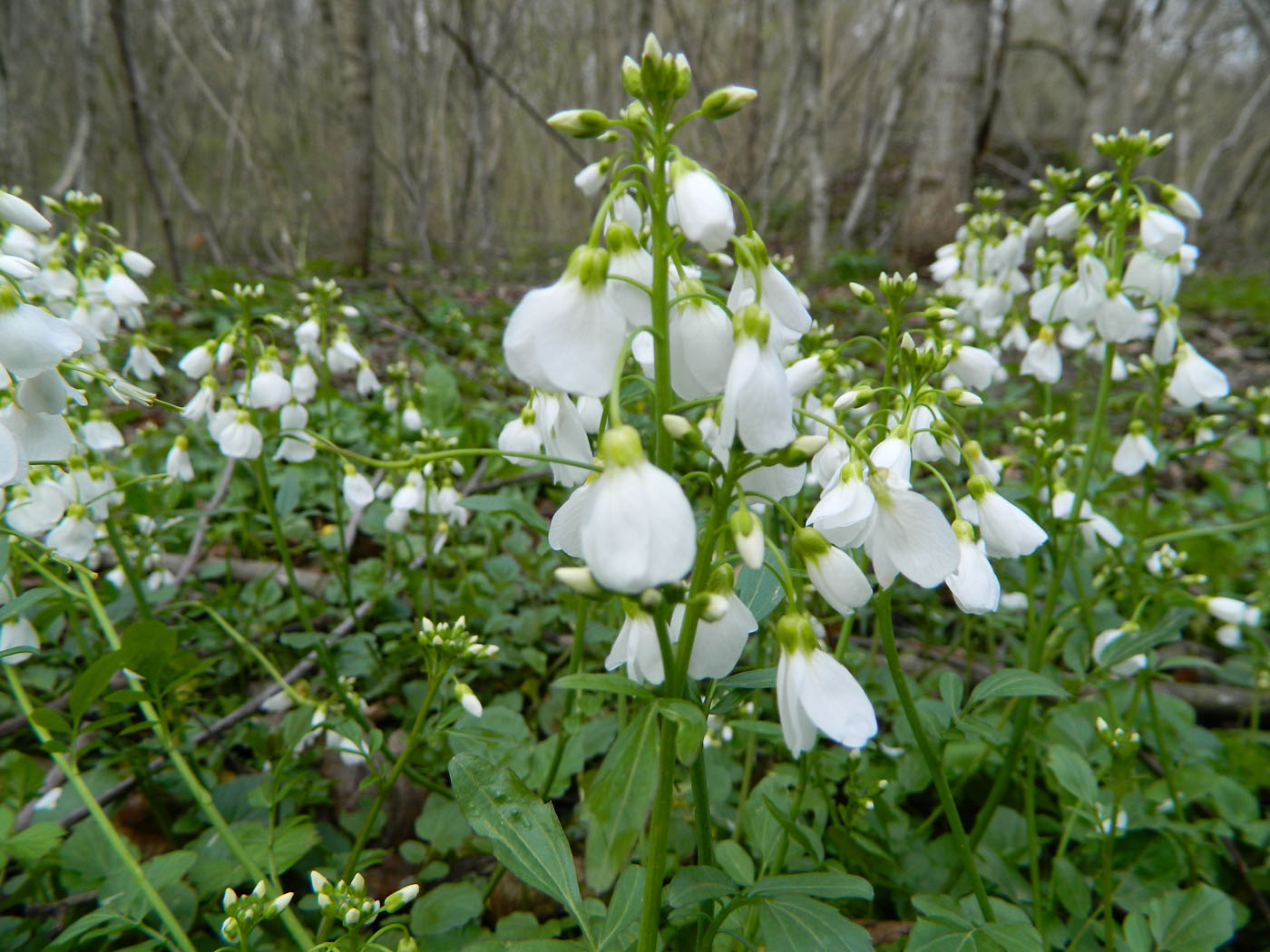 Изображение особи Cardamine tenera.