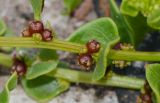 Patellifolia procumbens