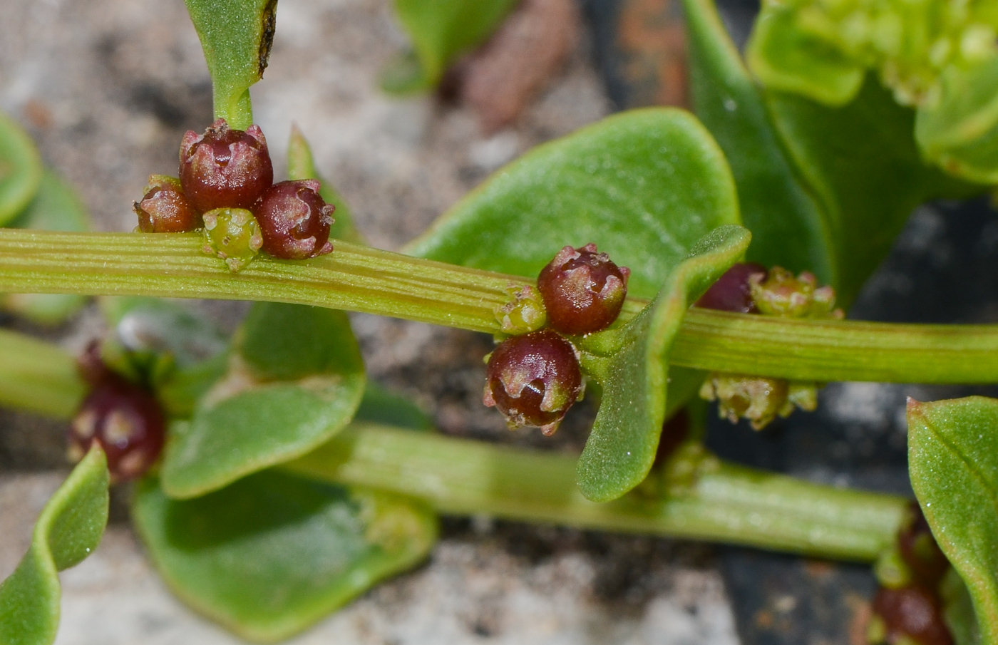 Image of Patellifolia procumbens specimen.