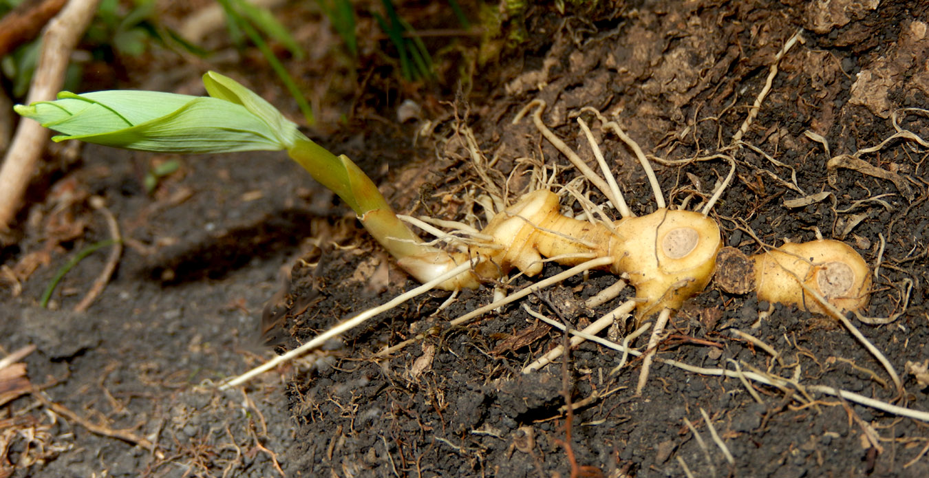 Image of Polygonatum glaberrimum specimen.