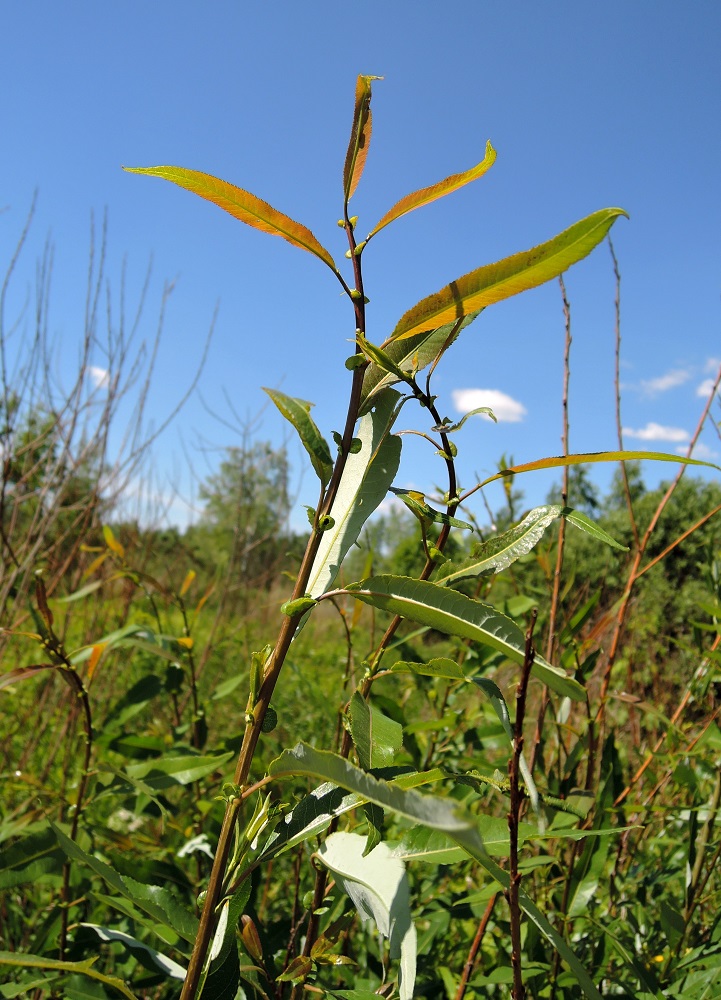 Изображение особи Salix triandra.