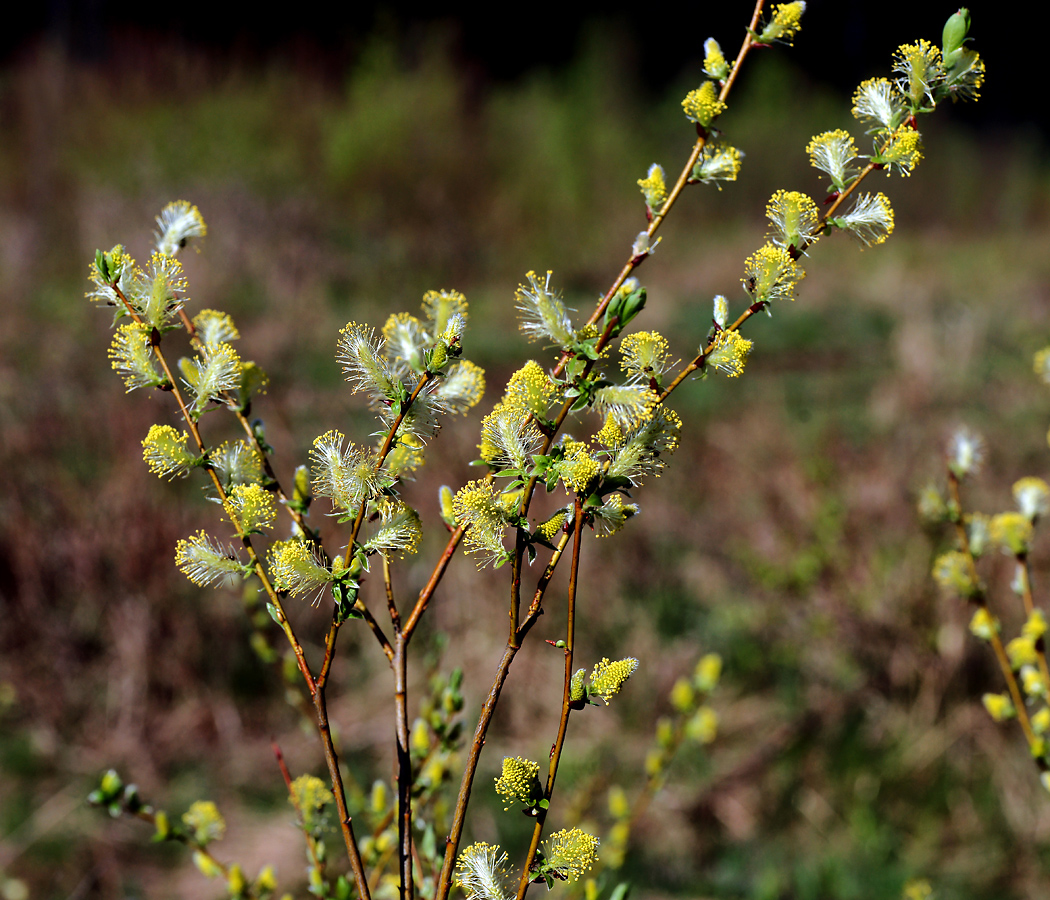 Image of genus Salix specimen.