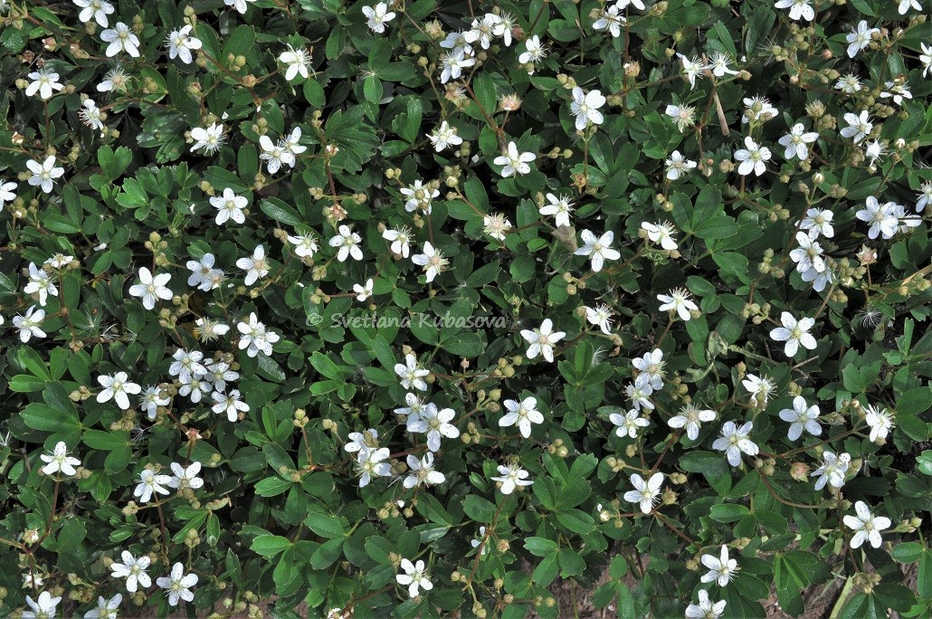 Image of Potentilla tridentata specimen.