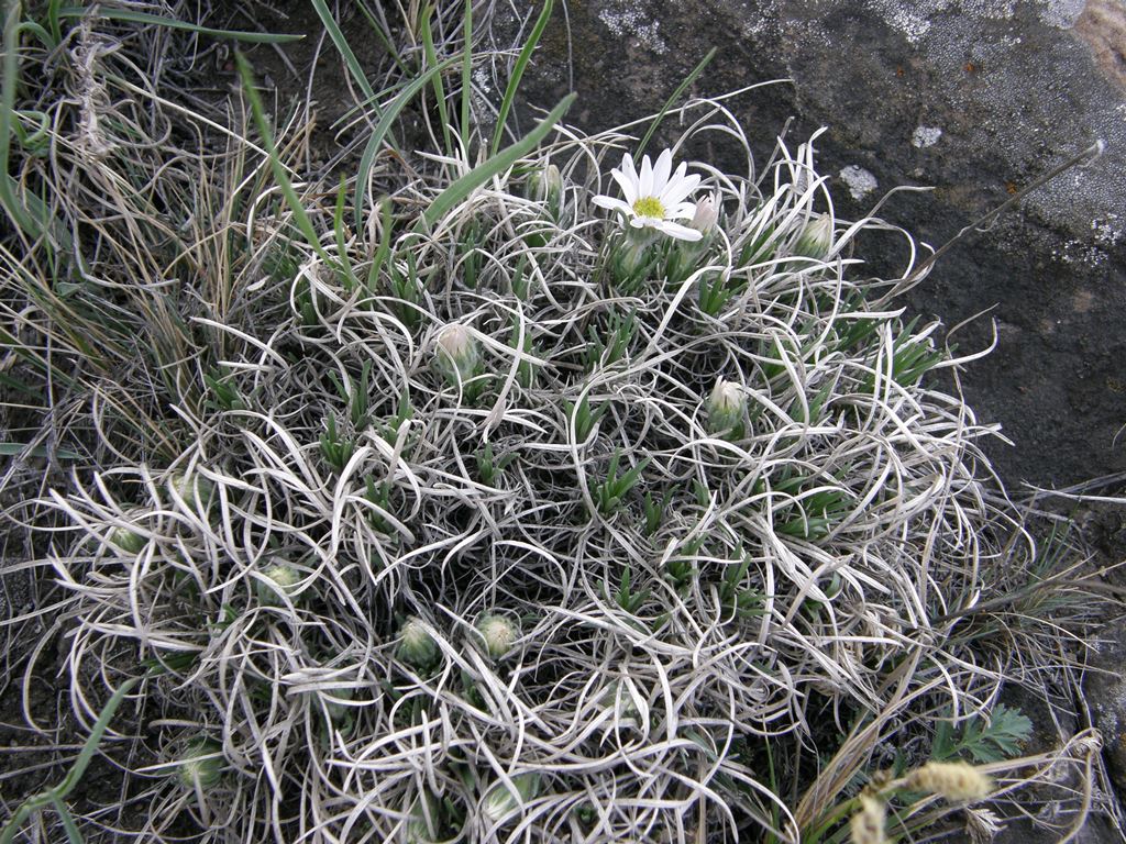 Image of Arctogeron gramineum specimen.