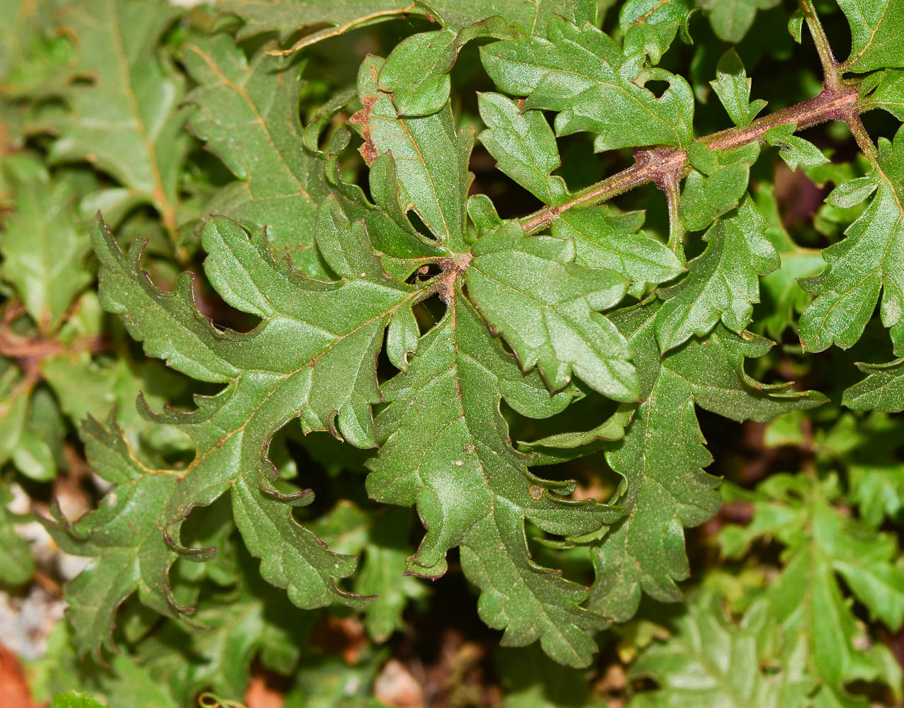 Image of Scrophularia rubricaulis specimen.