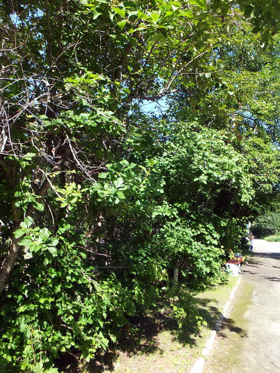 Image of genus Crataegus specimen.