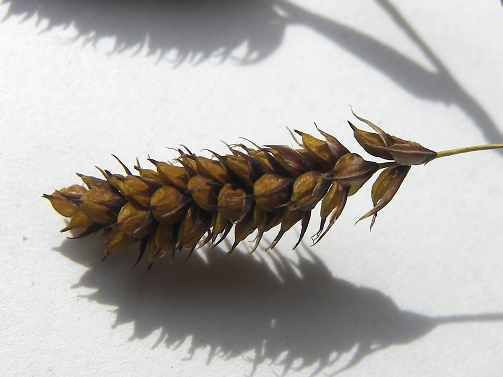 Image of Carex caucasica specimen.