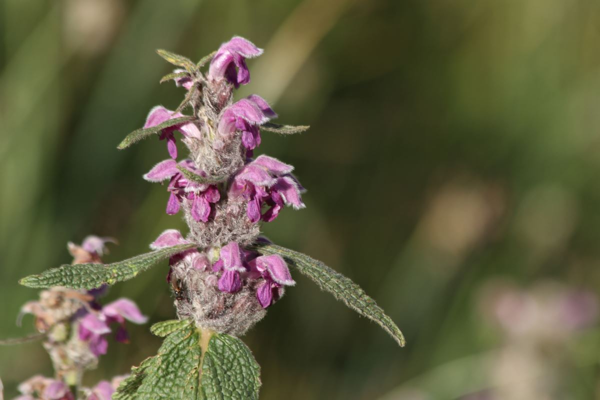 Image of Phlomoides oreophila specimen.