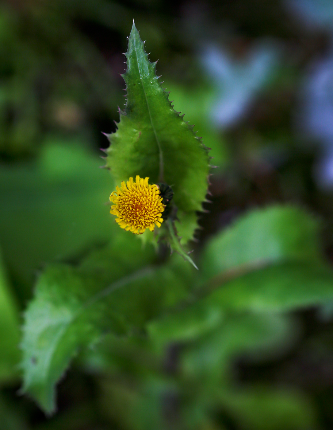 Image of Sonchus asper specimen.