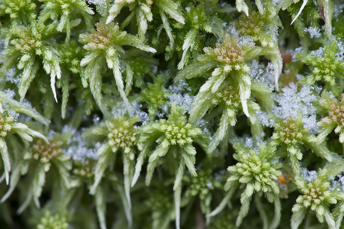 Image of Sphagnum russowii specimen.