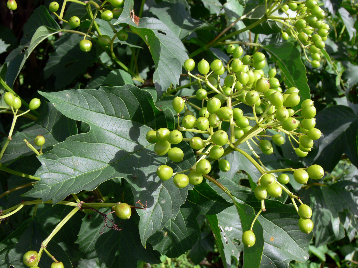 Image of Viburnum opulus specimen.