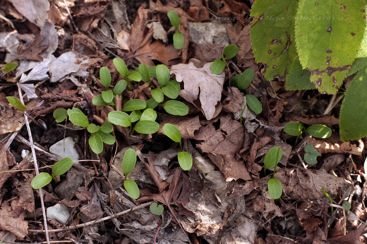 Image of Helleborus caucasicus specimen.