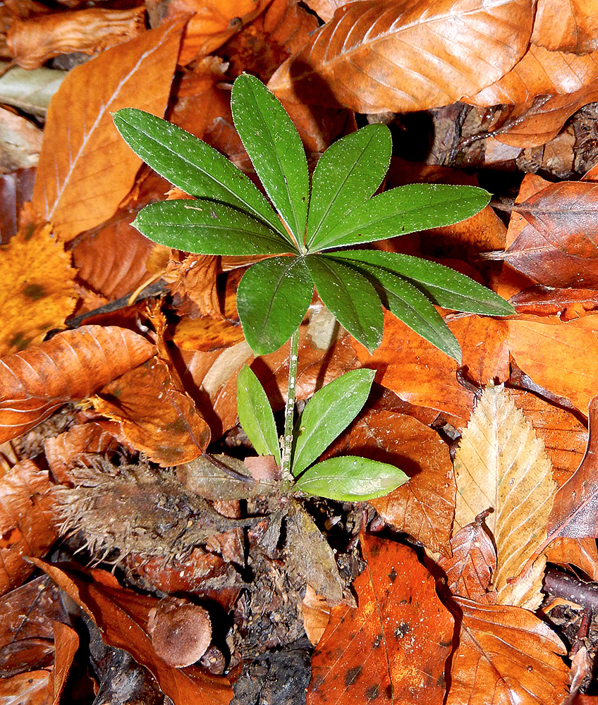 Image of Galium odoratum specimen.