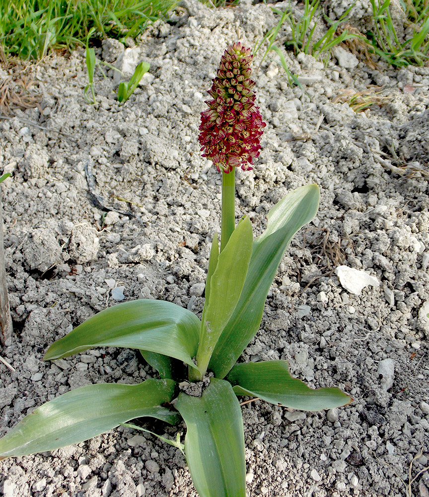 Изображение особи Orchis &times; wulffiana nothosubsp. suckowii.