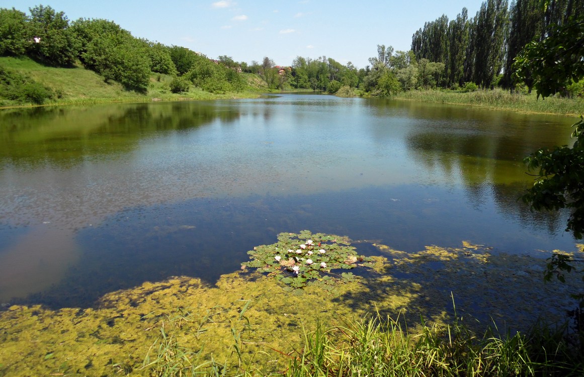 Image of Nymphaea &times; marliacea specimen.