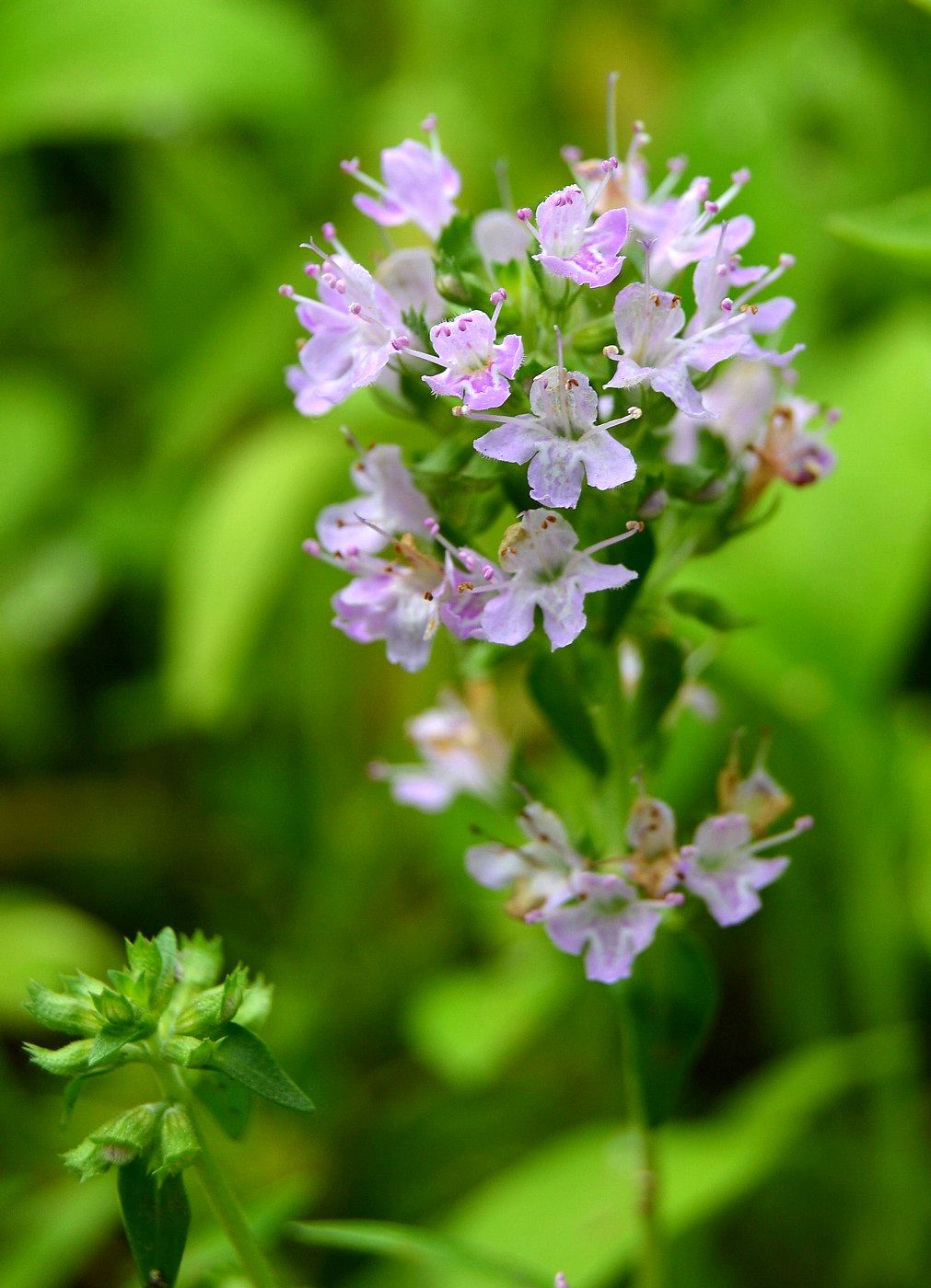 Image of Thymus kirgisorum specimen.