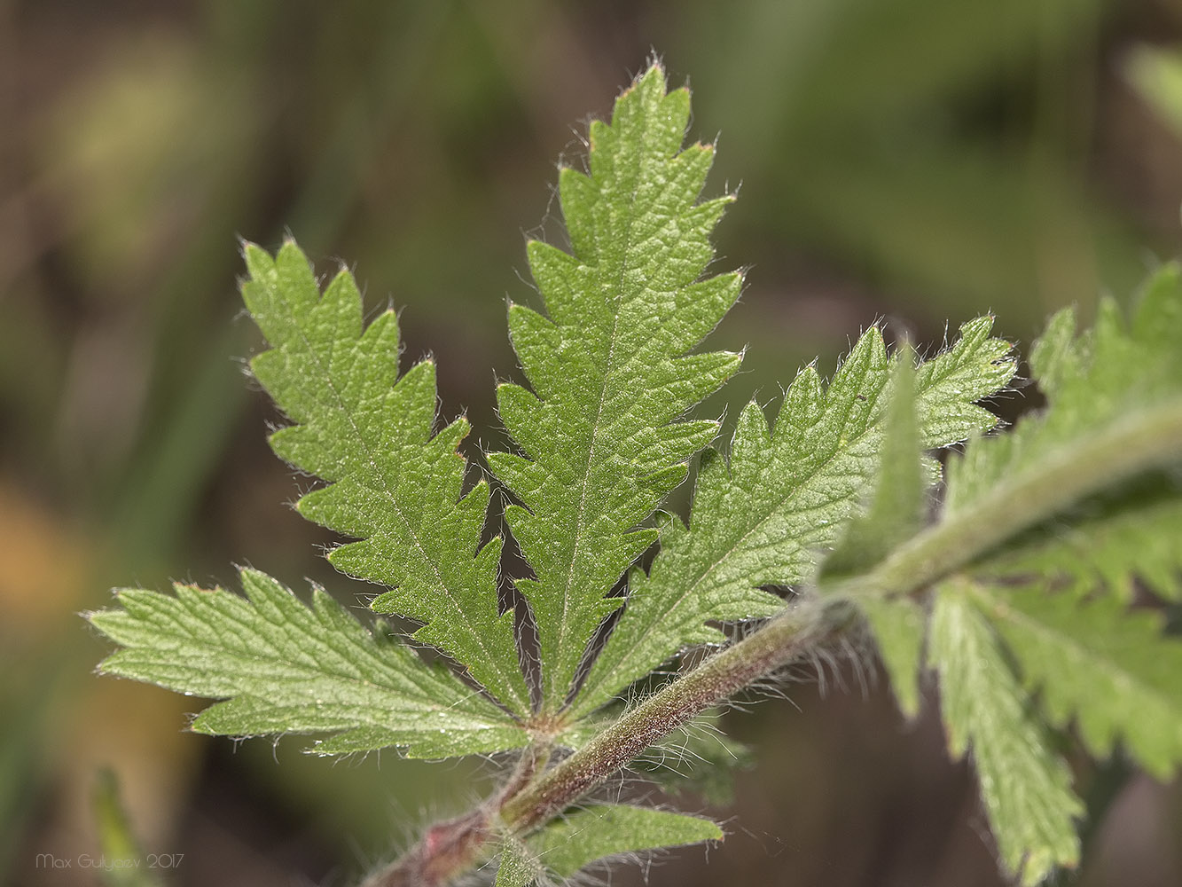 Image of Potentilla astracanica specimen.