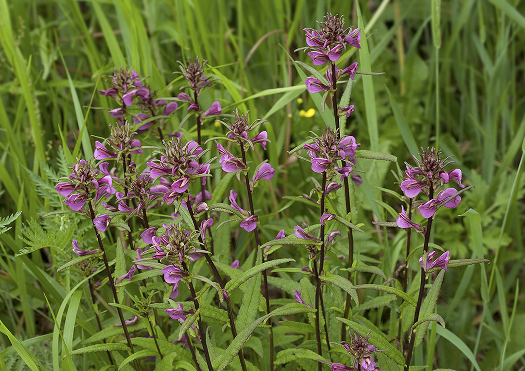 Image of Pedicularis resupinata specimen.