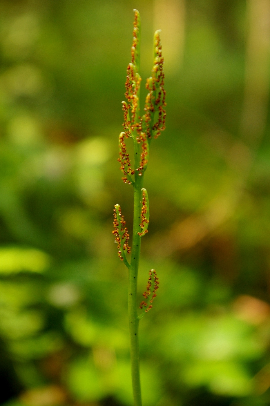 Изображение особи Botrychium virginianum.