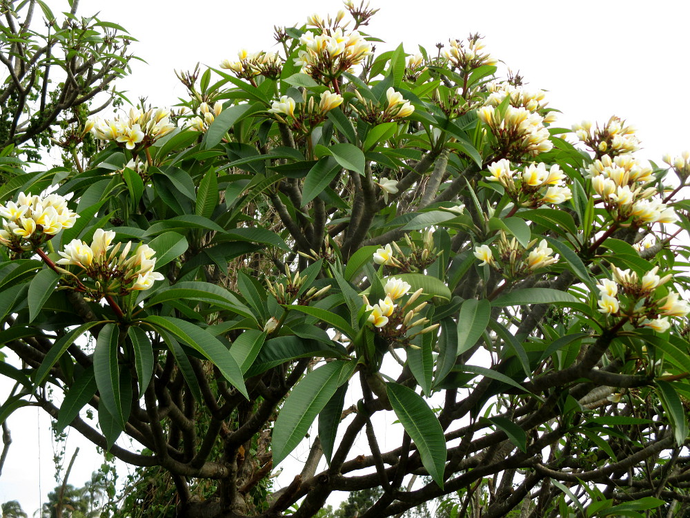 Изображение особи Plumeria rubra var. acutifolia.