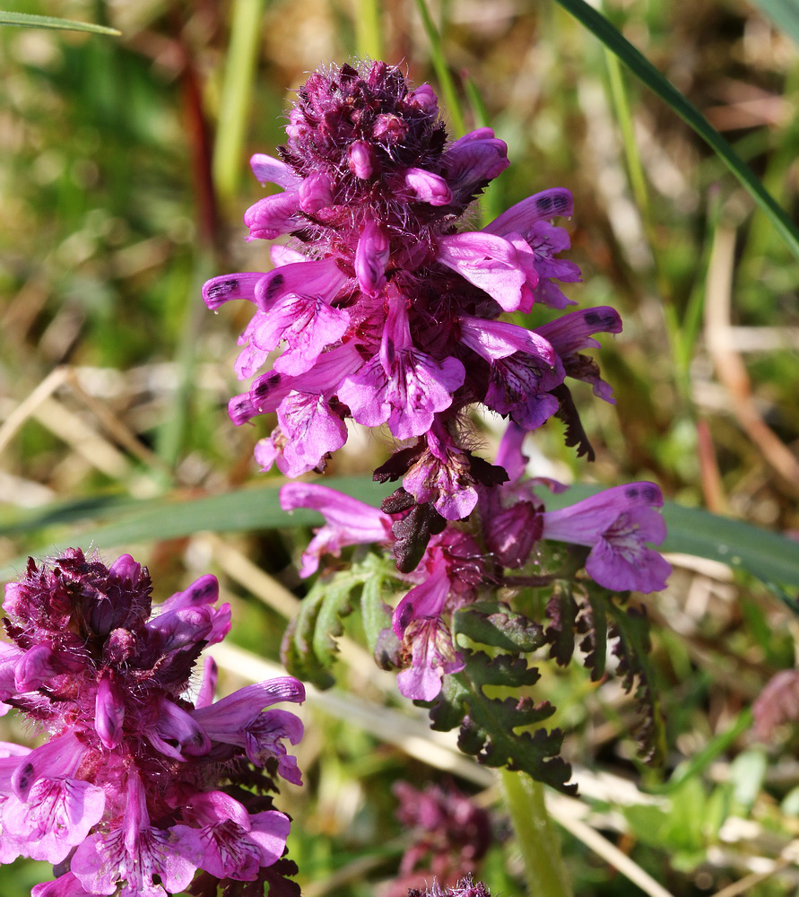 Изображение особи Pedicularis verticillata.