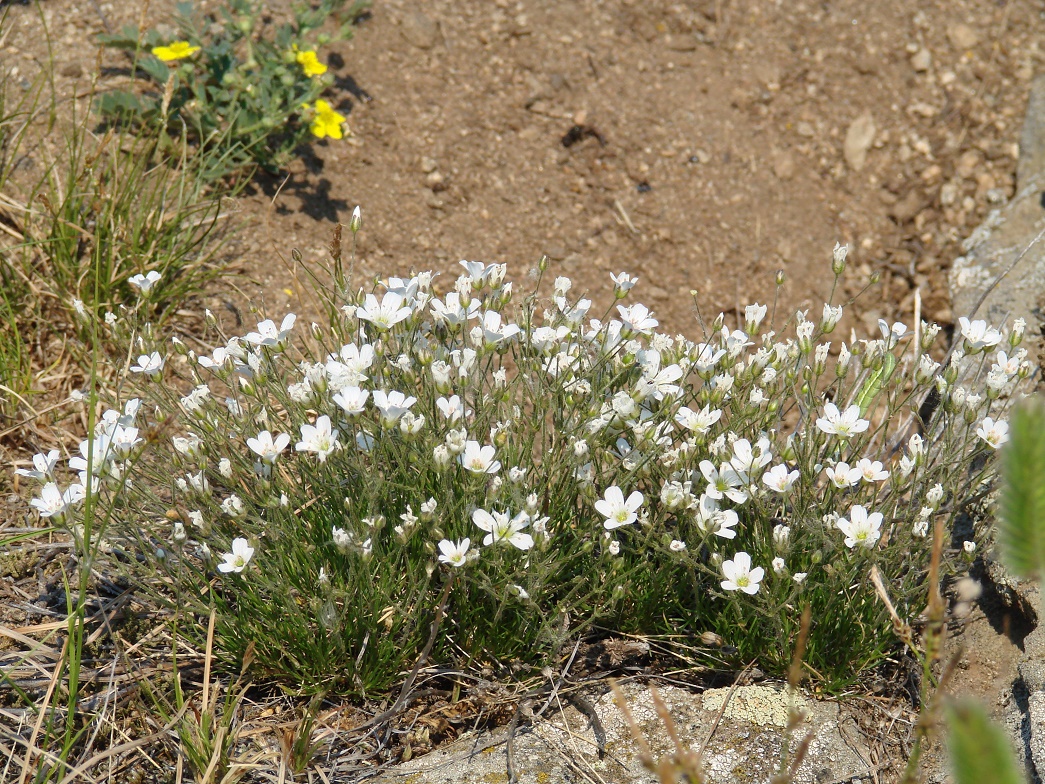 Image of Eremogone meyeri specimen.