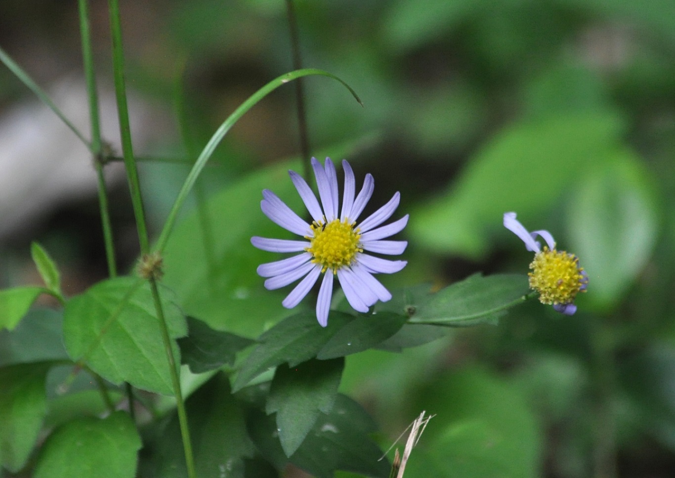 Изображение особи семейство Asteraceae.