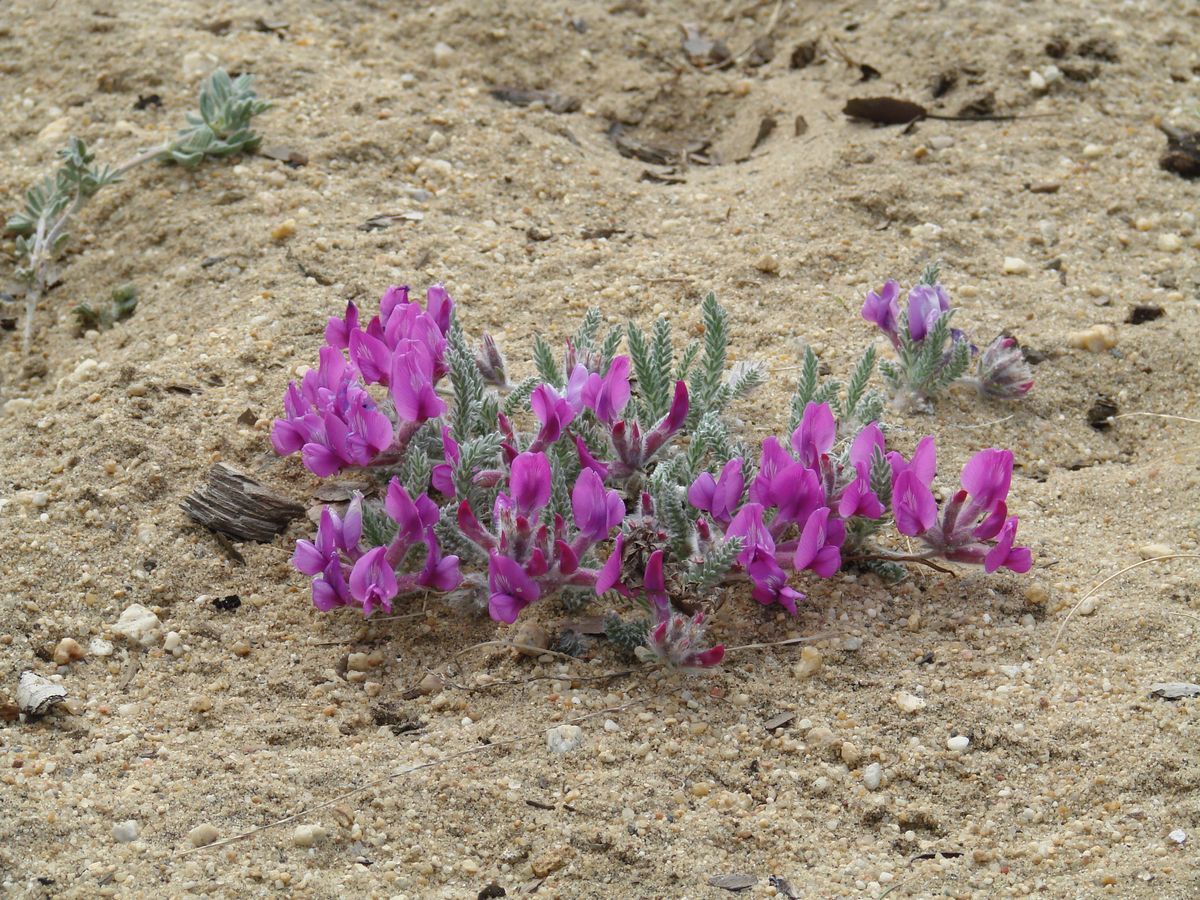 Изображение особи Oxytropis lanata.