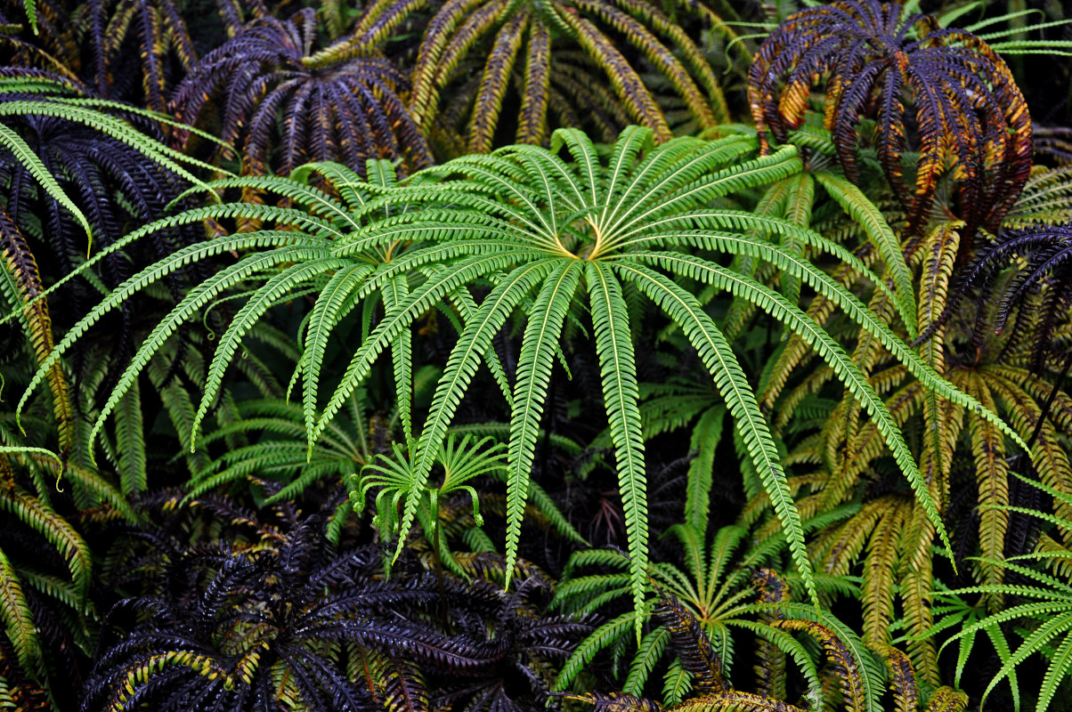 Image of Matonia pectinata specimen.