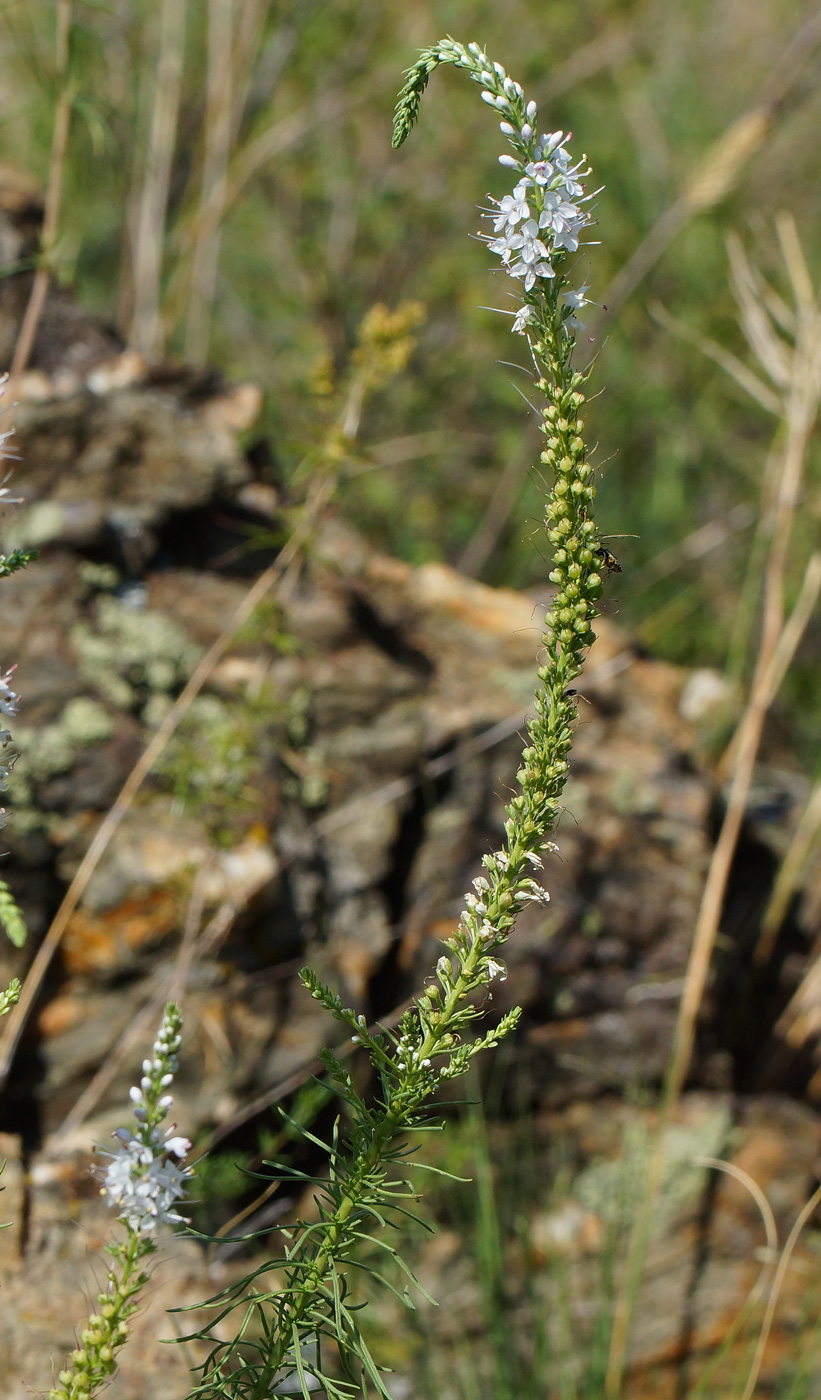 Image of Veronica pinnata specimen.