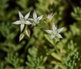 Sedum pallidum ssp. bithynicum