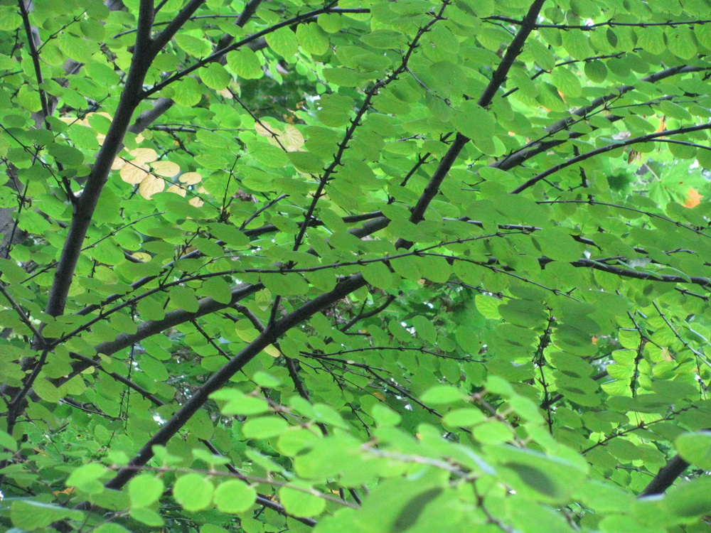 Image of Cercidiphyllum japonicum specimen.