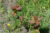 Acer tataricum